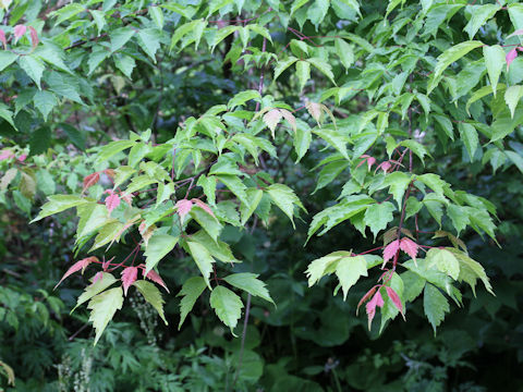 Acer cissifolium