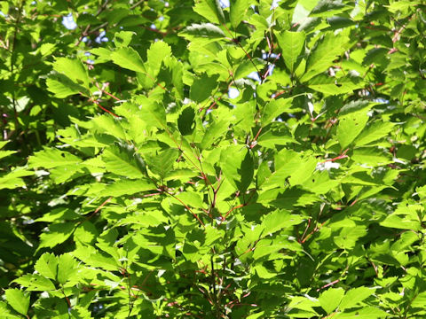 Acer cissifolium