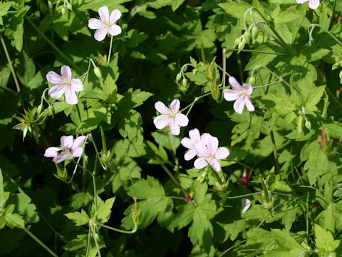 Geranium wilfordii