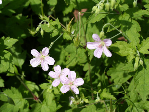 Geranium wilfordii