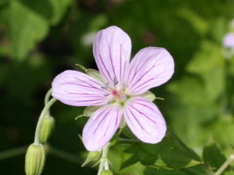 Geranium wilfordii