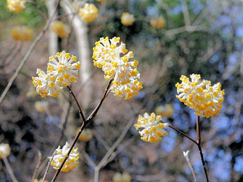 Edgeworthia chrysantha