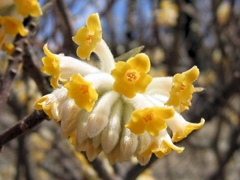 Edgeworthia chrysantha