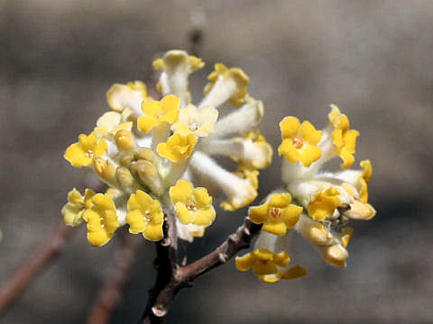 Edgeworthia chrysantha