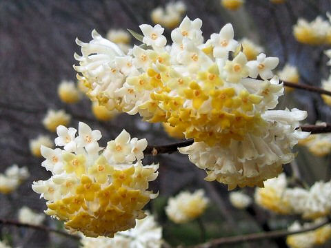 Edgeworthia chrysantha