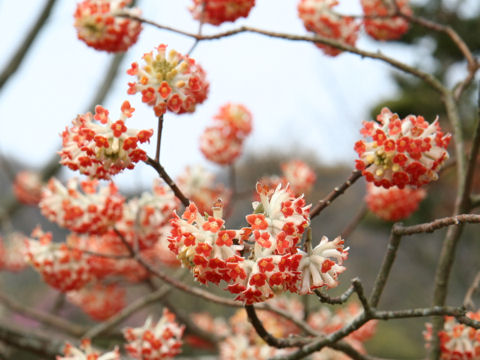 Edgeworthia chrysantha cv. Rubra