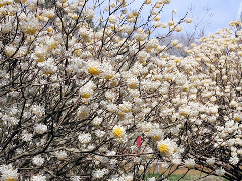 Edgeworthia chrysantha