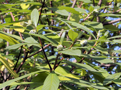 Edgeworthia chrysantha