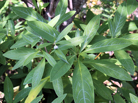 Edgeworthia chrysantha