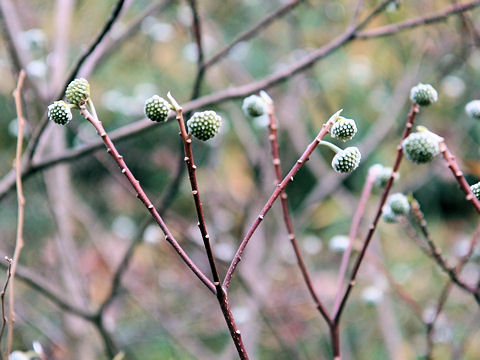 Edgeworthia chrysantha