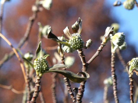 Edgeworthia chrysantha