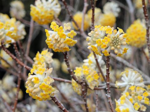 Edgeworthia chrysantha