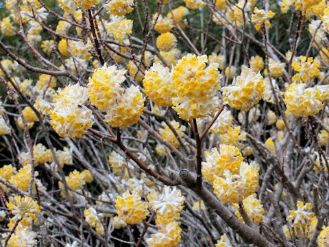 Edgeworthia chrysantha