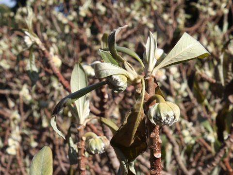 Edgeworthia chrysantha