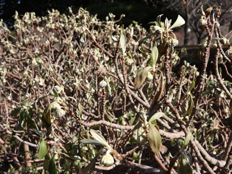 Edgeworthia chrysantha