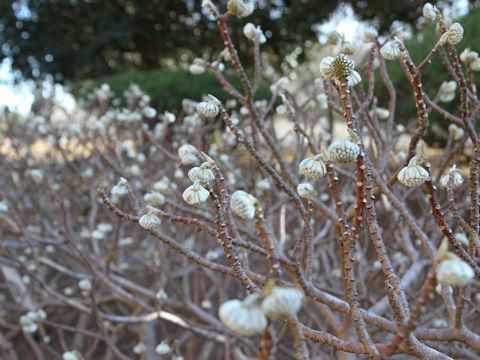 Edgeworthia chrysantha