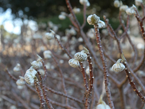 Edgeworthia chrysantha