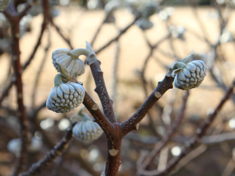 Edgeworthia chrysantha