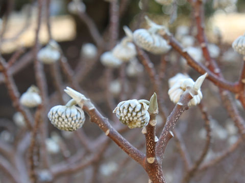 Edgeworthia chrysantha