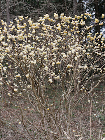 Edgeworthia chrysantha