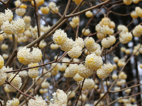 Edgeworthia chrysantha