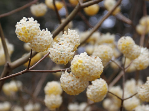 Edgeworthia chrysantha