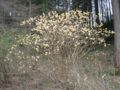 Edgeworthia chrysantha