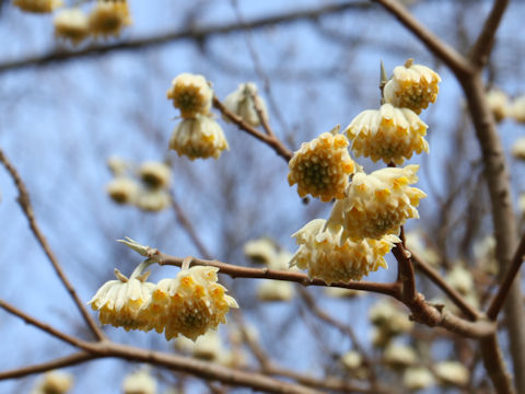 Edgeworthia chrysantha