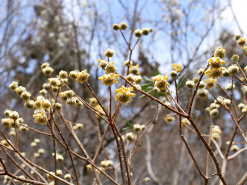 Edgeworthia chrysantha