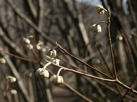 Edgeworthia chrysantha