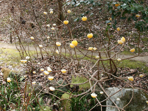 Edgeworthia chrysantha