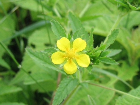 Potentilla cryptotaemae