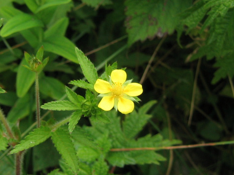 Potentilla cryptotaemae