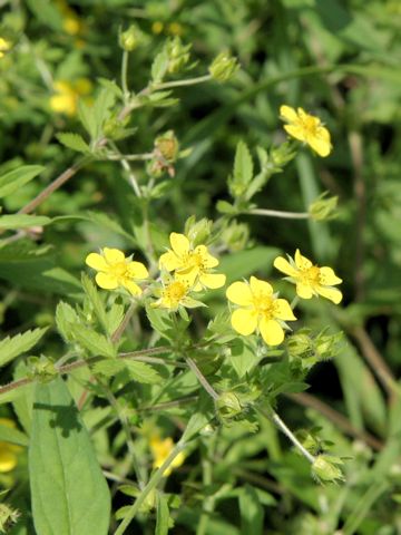 Potentilla cryptotaemae