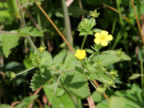 Potentilla cryptotaemae