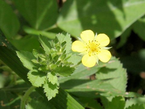 Potentilla cryptotaemae