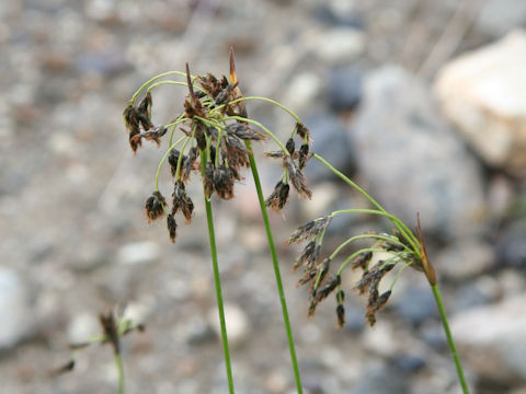 Poa malacantha var. shinanoana