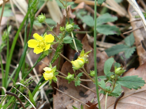 Potentilla freyniana