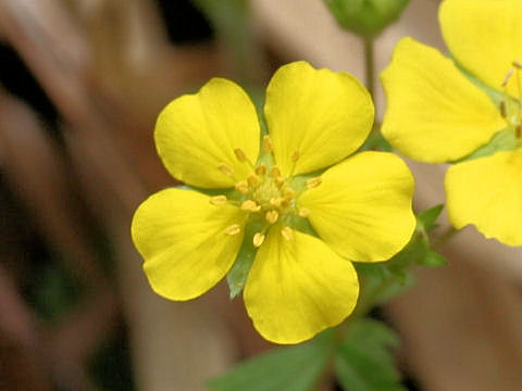 Potentilla freyniana