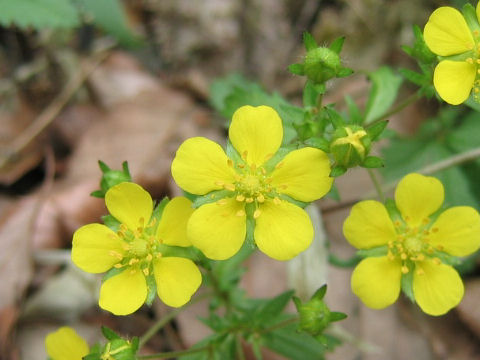 Potentilla freyniana