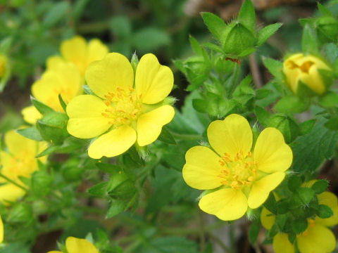 Potentilla freyniana