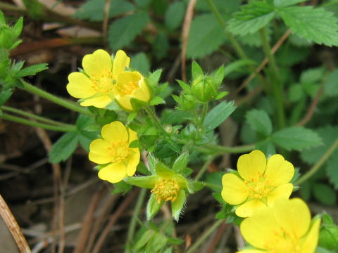 Potentilla freyniana