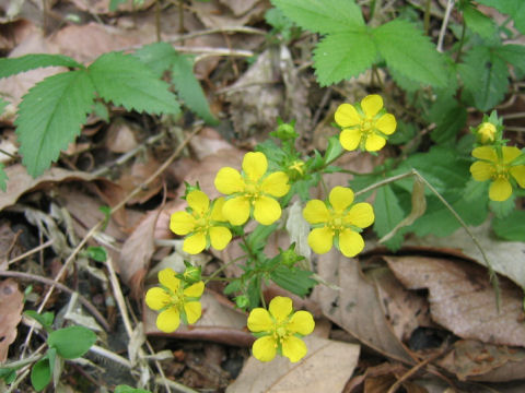 Potentilla freyniana