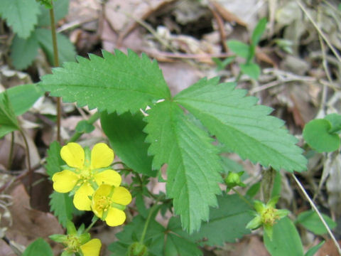 Potentilla freyniana