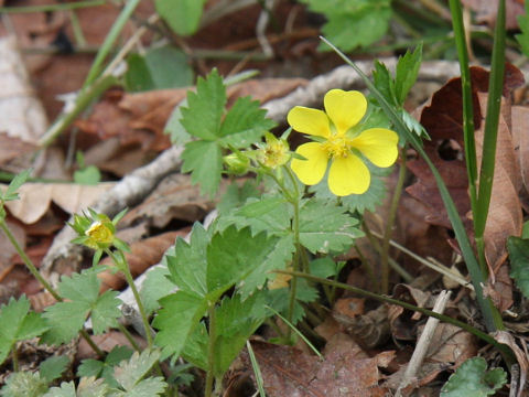 Potentilla freyniana