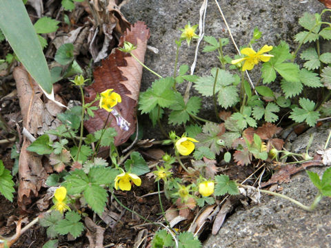 Potentilla freyniana