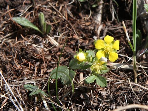 Potentilla freyniana