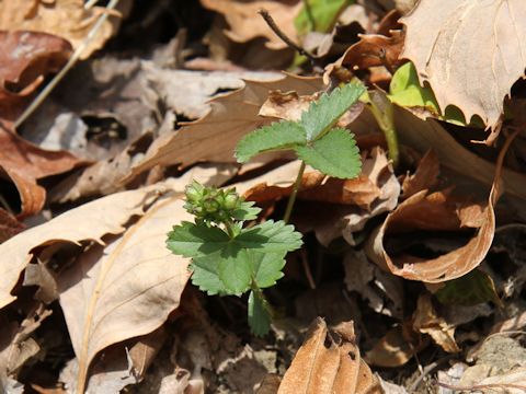 Potentilla freyniana