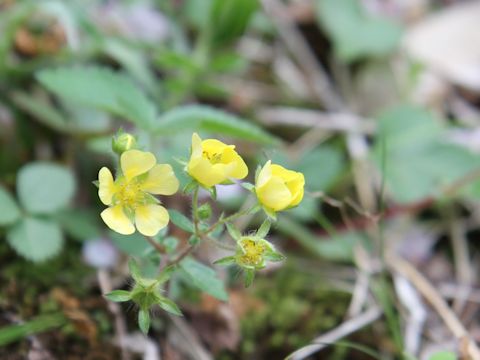 Potentilla freyniana