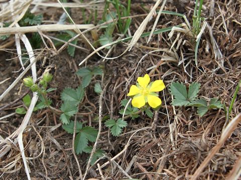 Potentilla freyniana